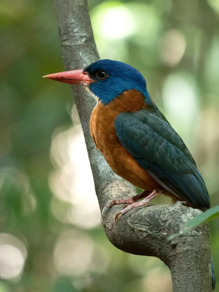 Naturwunder in Nordsulawesi – Indonesien